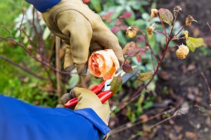 Pruning roses helps them to flower for longer
